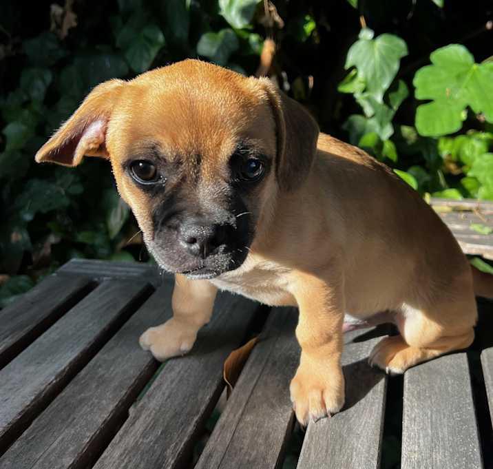 Photo of Rusty
