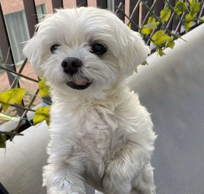 Photo of Dooly