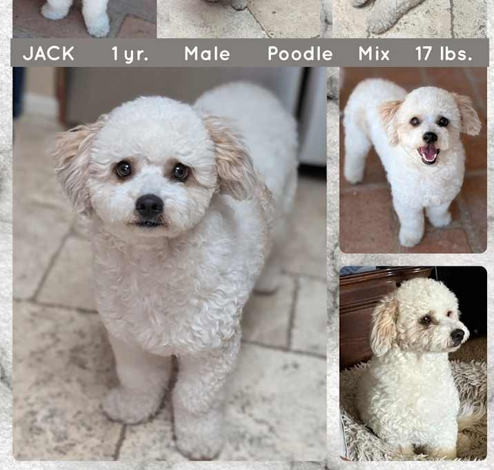 Photo of JACK JACK