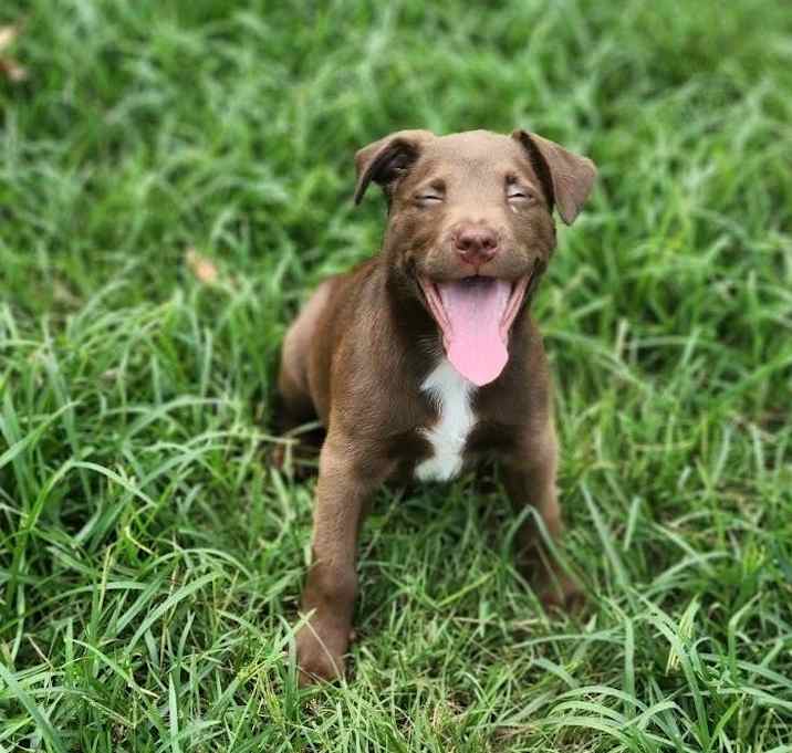 Photo of Bowser