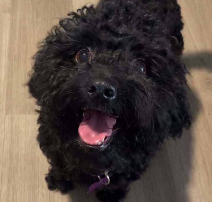 Photo of Dash