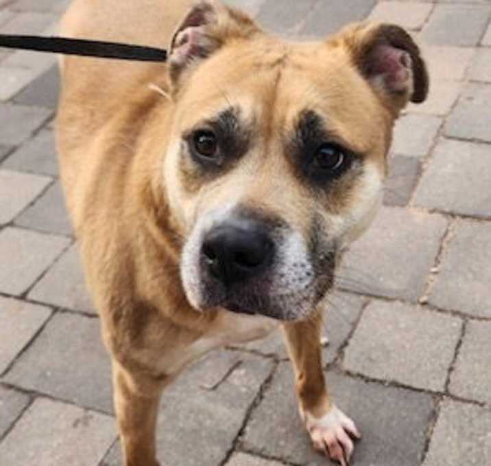 Photo of Roxie
