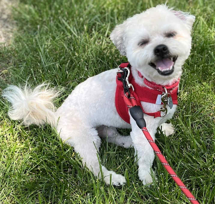 Photo of Maximus