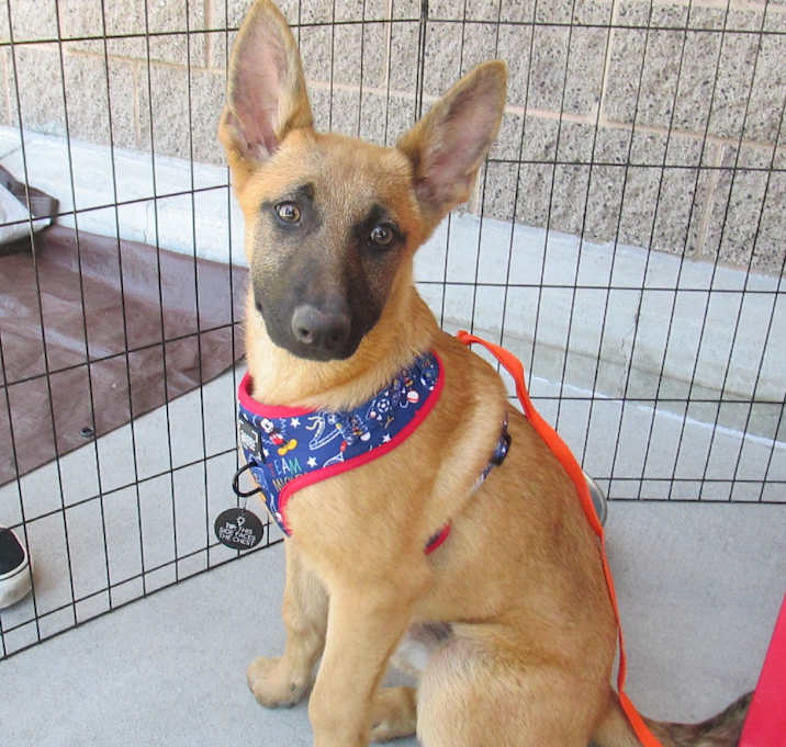 Photo of BUBBLES (Puppy)
