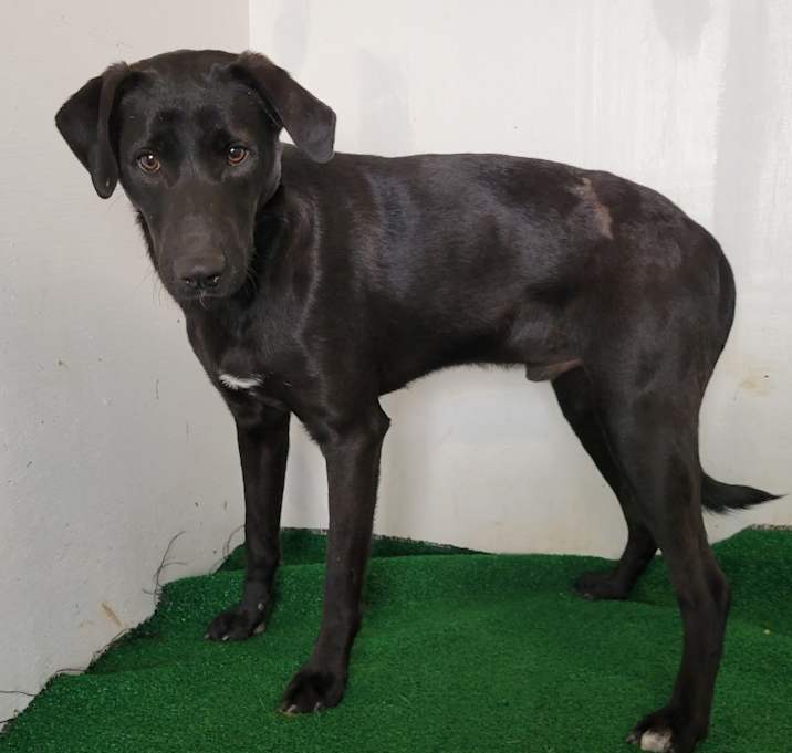 Photo of Jasper