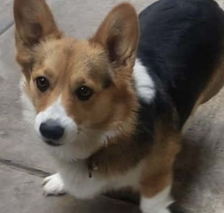 Photo of Pepper