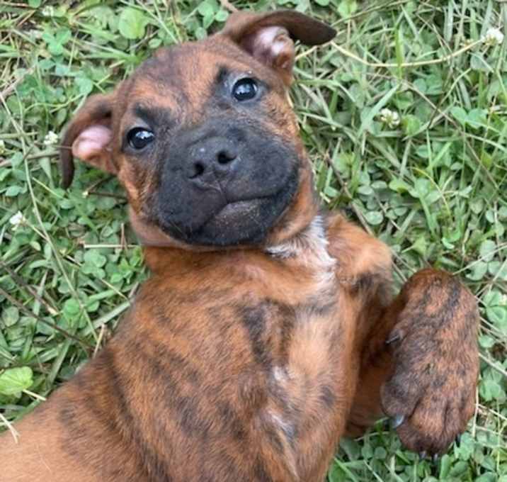 Photo of Pretzel