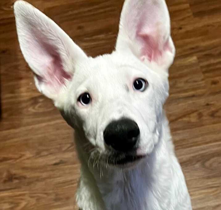 Photo of PAISLEY