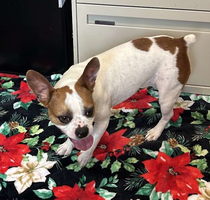 Photo of Boogie