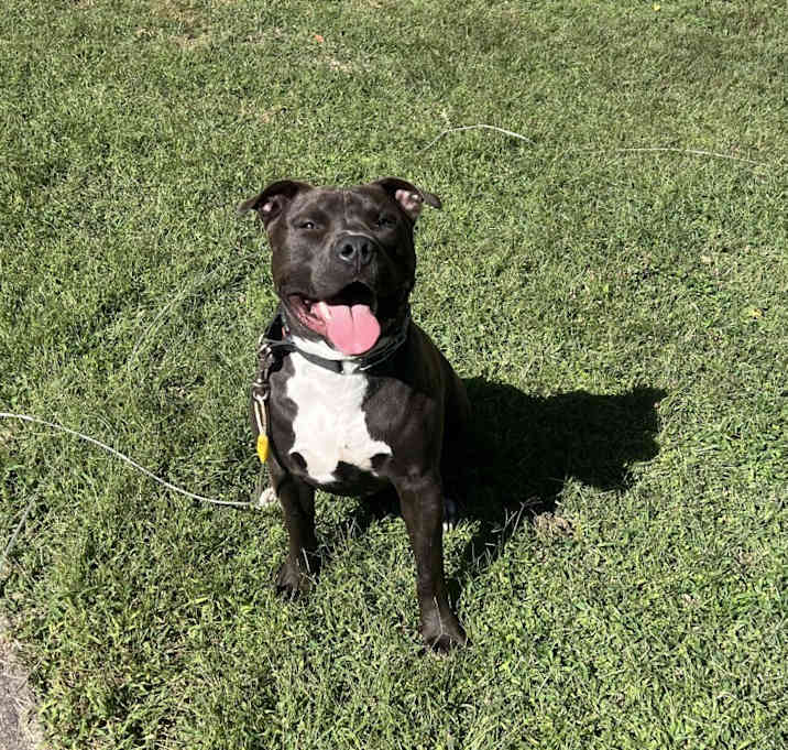 Photo of Rocki