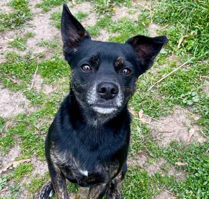 Photo of Scout