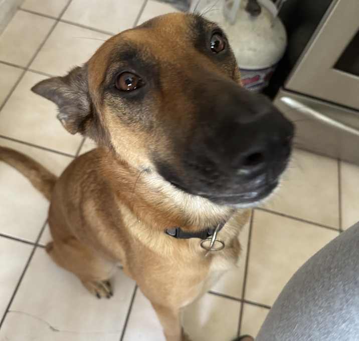 Photo of Luna