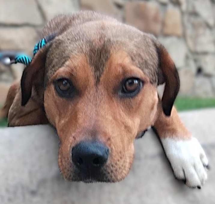 Photo of Daisy