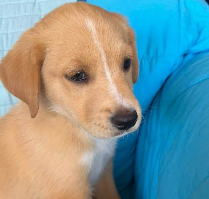 Photo of Buck