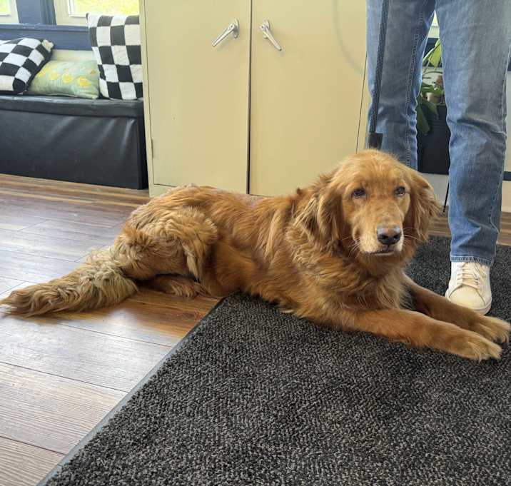 Photo of Willow