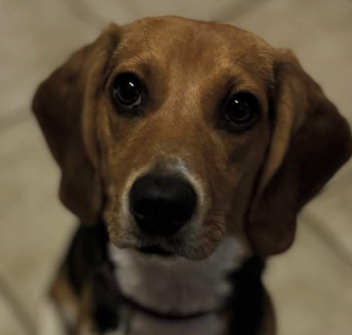 Photo of Nova