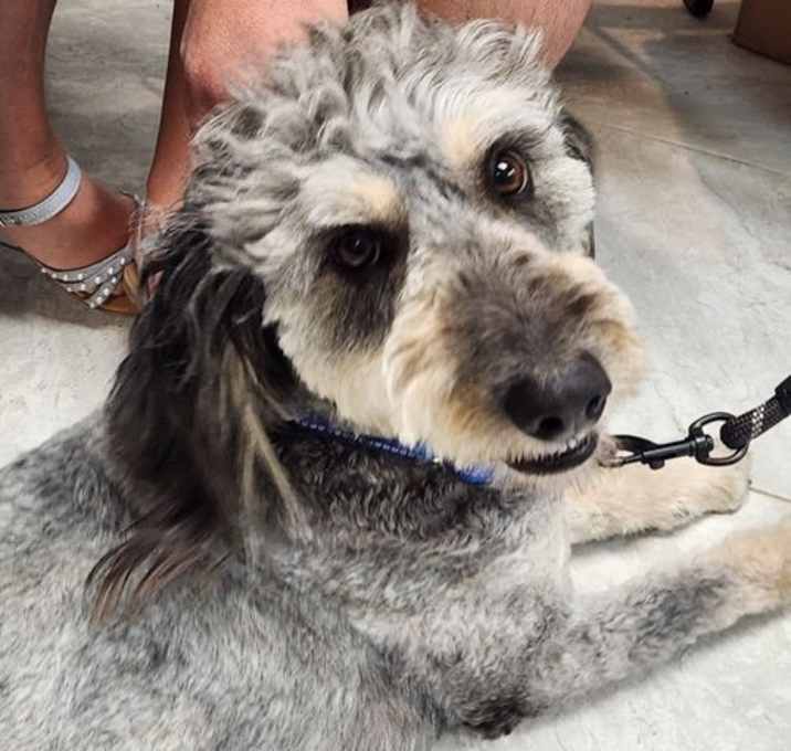 Photo of Milo