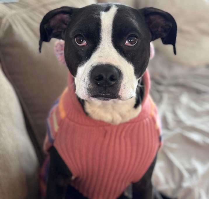 Photo of Bruno