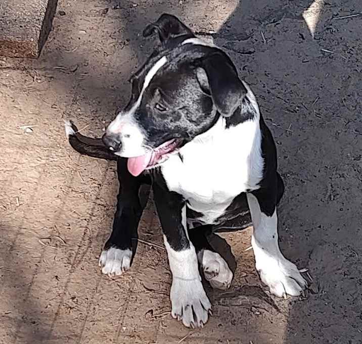 Photo of Maximus