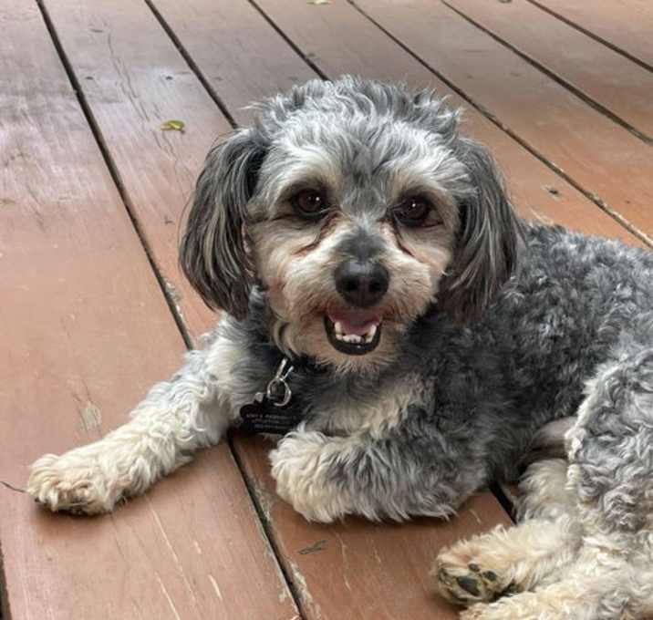 Photo of Curly