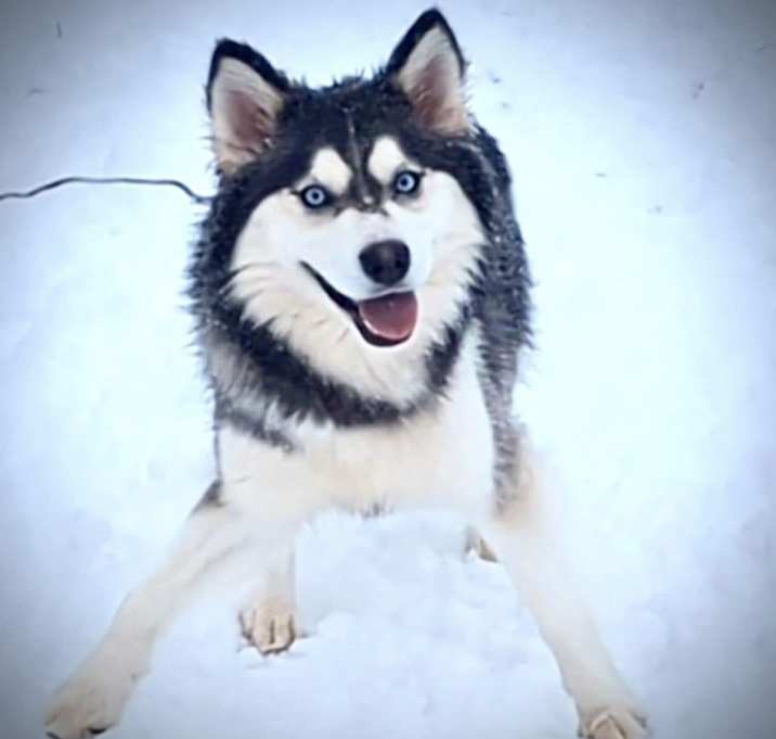 Photo of Nova