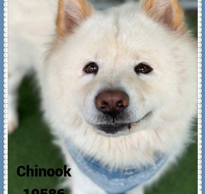 Photo of CHINOOK