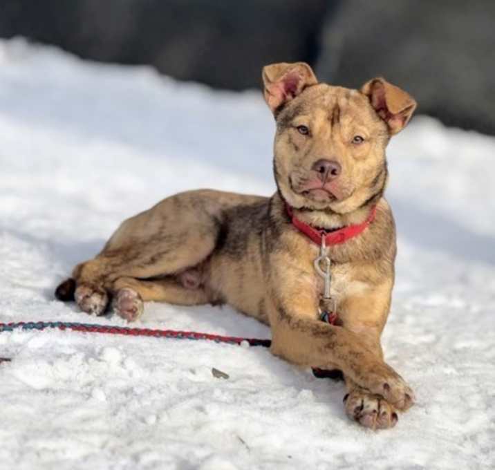 Photo of Puck