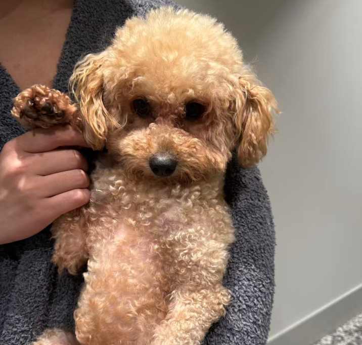 Photo of Louie