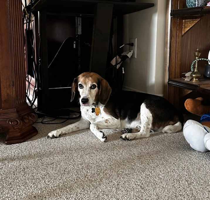 Photo of Tucker