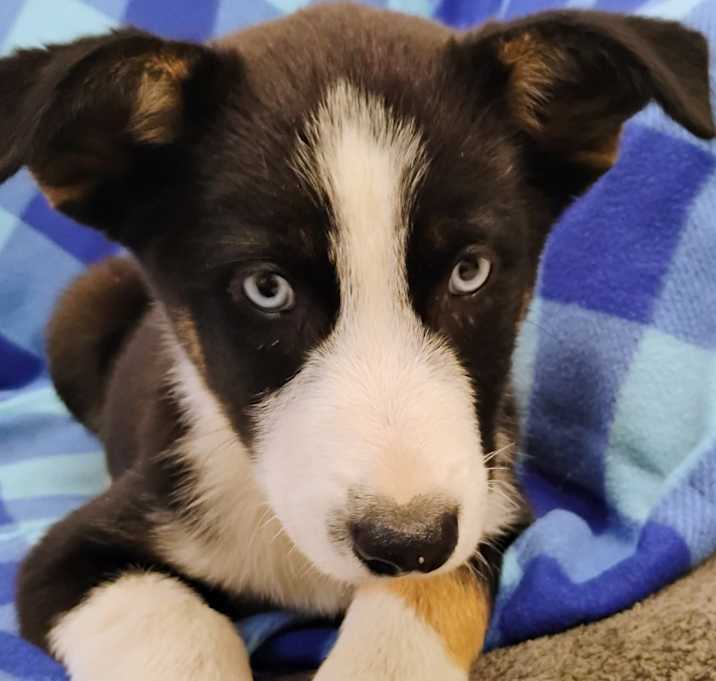 Photo of ROSCOE
