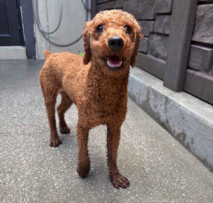 Photo of Toffee