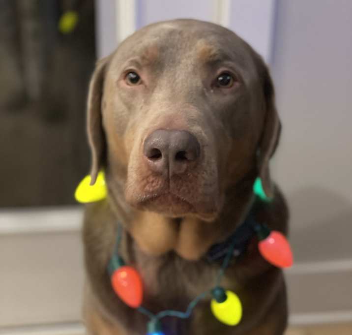 Photo of Koda