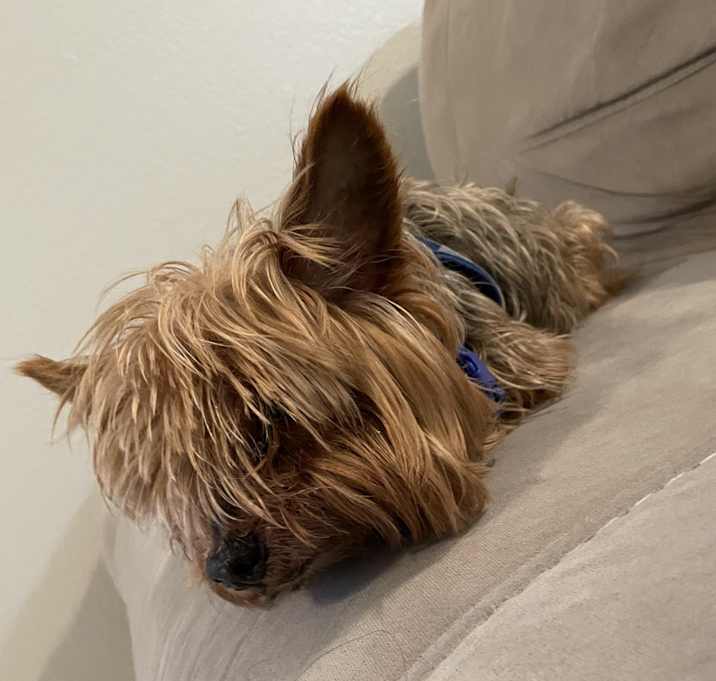 Photo of Prince