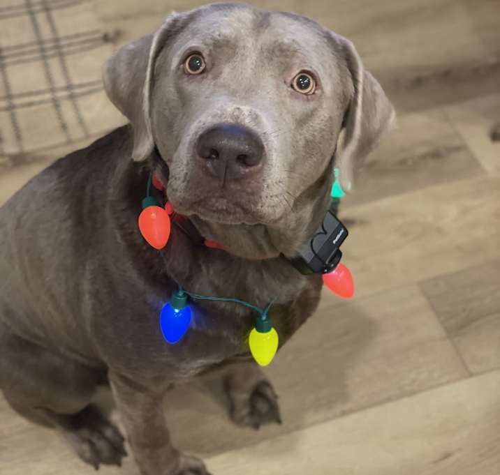 Photo of Moose
