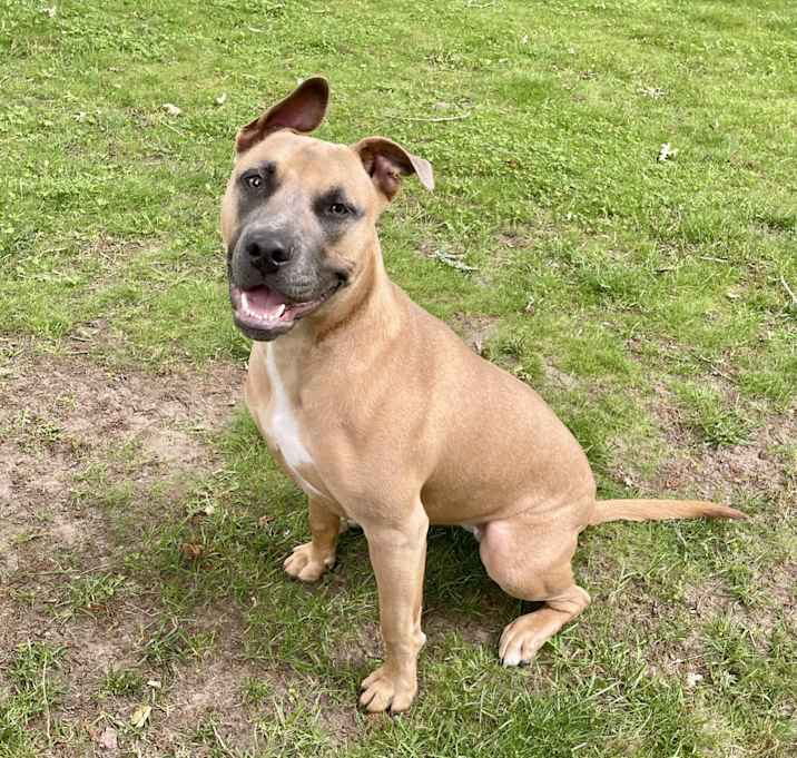 Photo of Maple