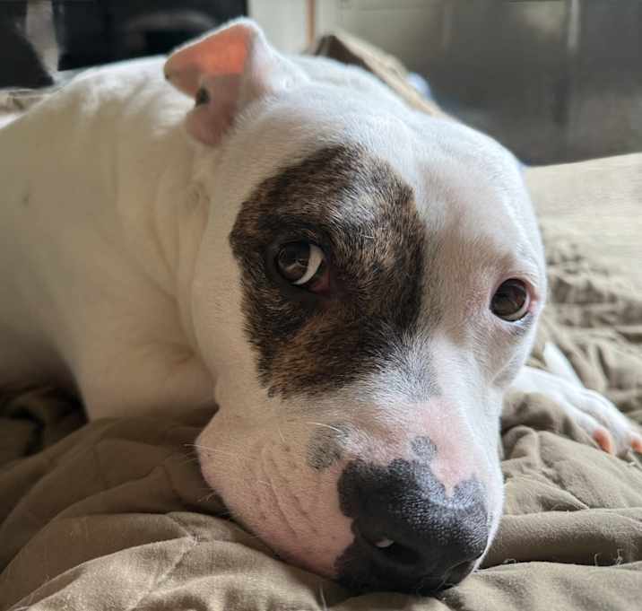 Photo of Petey