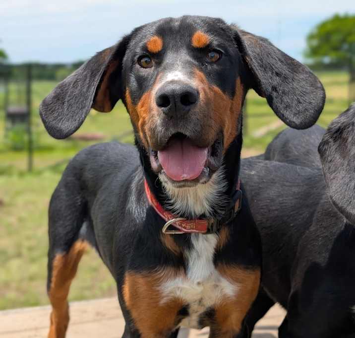 Photo of Grover