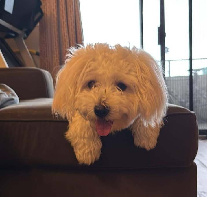 Photo of Ziggy