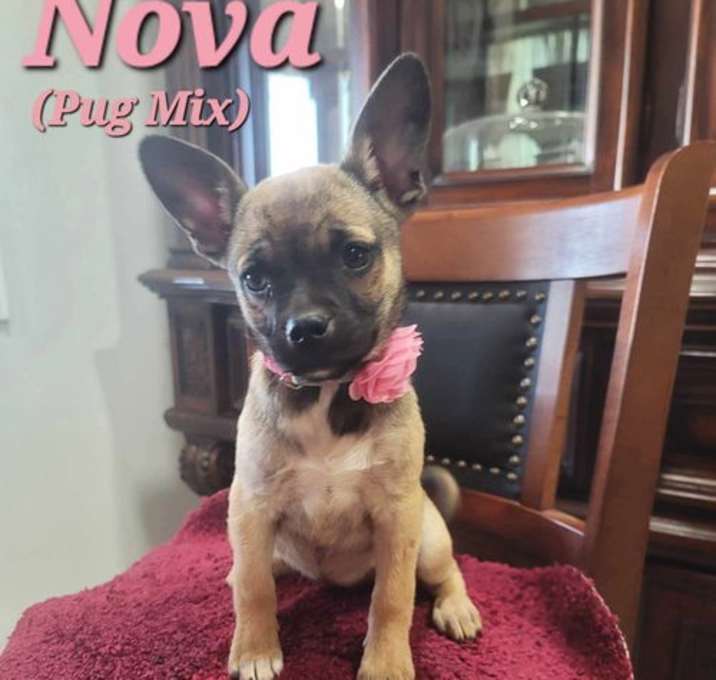Photo of Nova