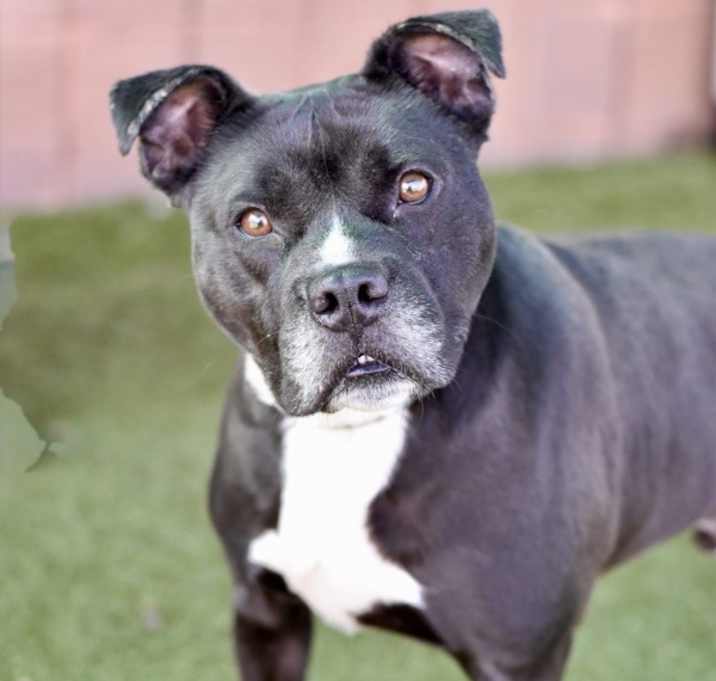 Photo of Bookie