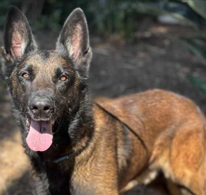 Photo of JASPER