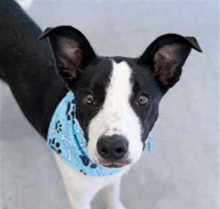 Photo of SAMSON