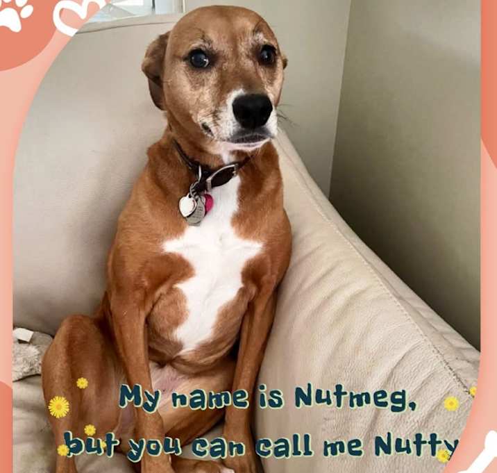 Photo of Nutmeg (Nutty)