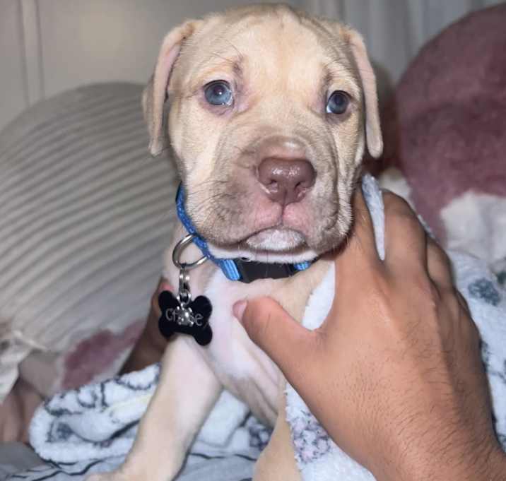 Photo of Chase