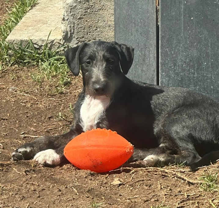 Photo of Fatboy (Male 1)