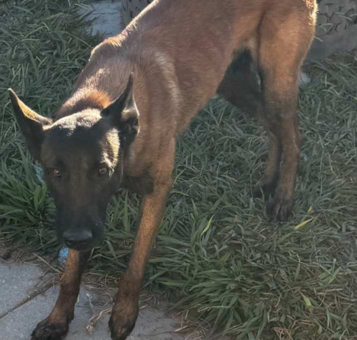 Photo of Chief