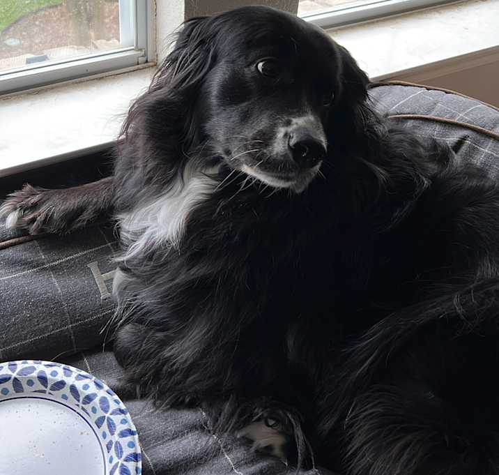 Photo of Holly