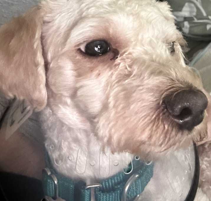 Photo of Chance