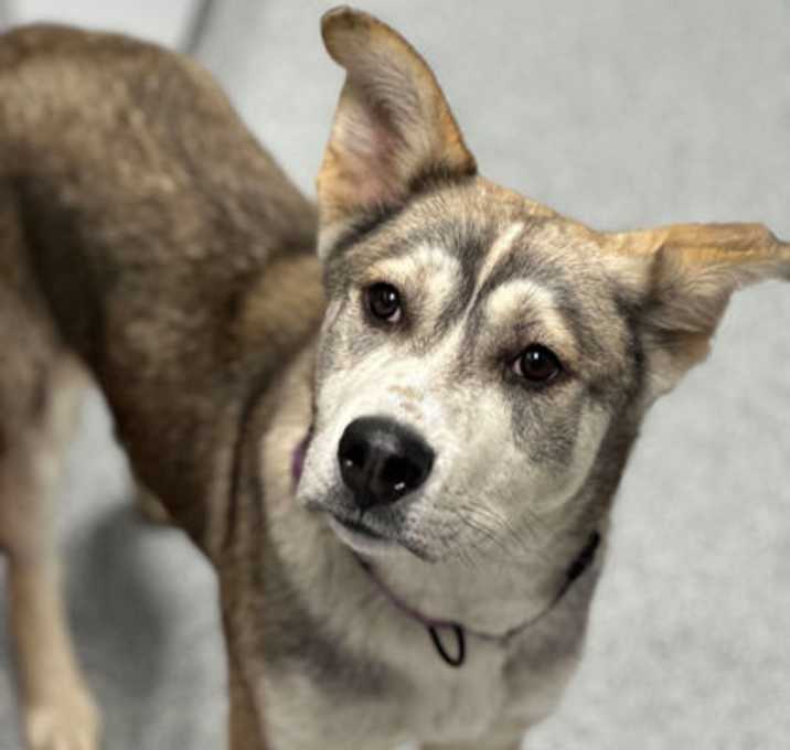 Photo of Tiki