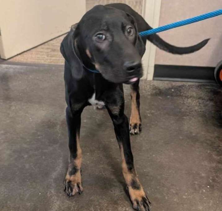 Photo of Found stray: Bugs